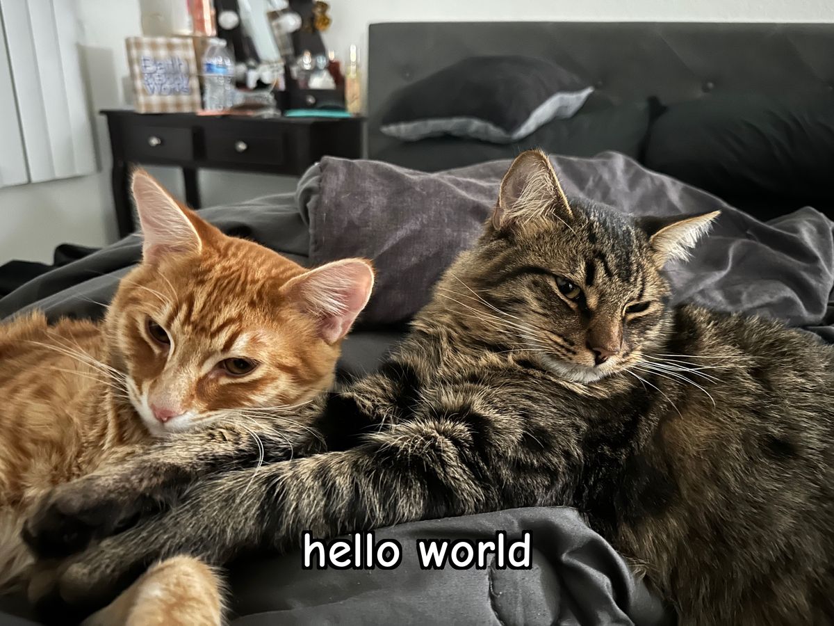 Two cats lounging on a bed, captioned 'hello world'