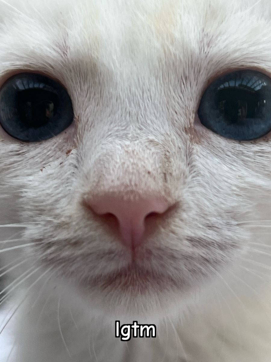 A close-up of a white kitten staring into the camera, captioned 'lgtm'