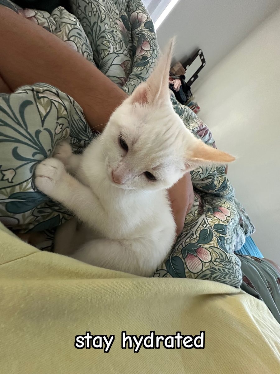 A white cat being cradled, captioned 'stay hydrated'