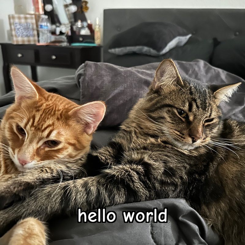 Two cats lounging on a bed, captioned 'hello world'