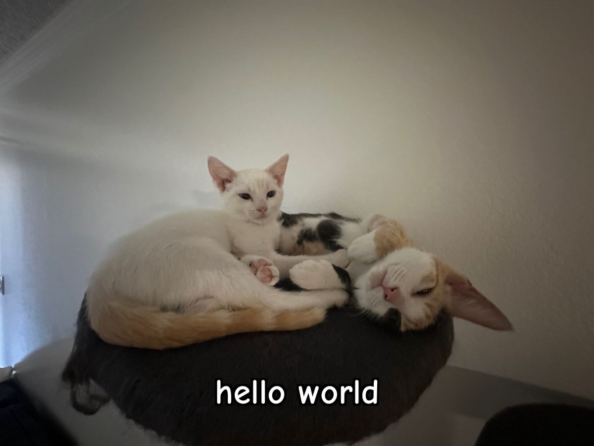 Two kittens curled up together, captioned 'hello world'